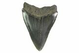 3.30" Fossil Megalodon Tooth - Serrated Blade - #130760-1